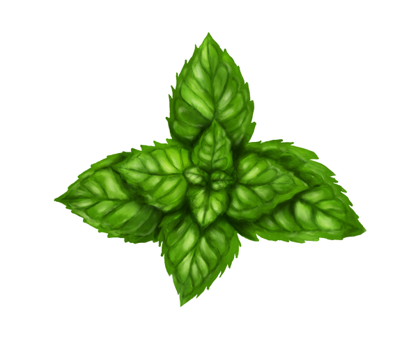 Organic Peppermint Essential Oils